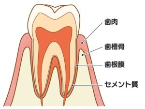 歯の構造