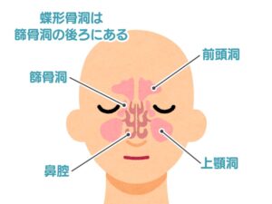 副鼻腔の位置